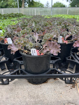 Kale 'Yokohama Red'