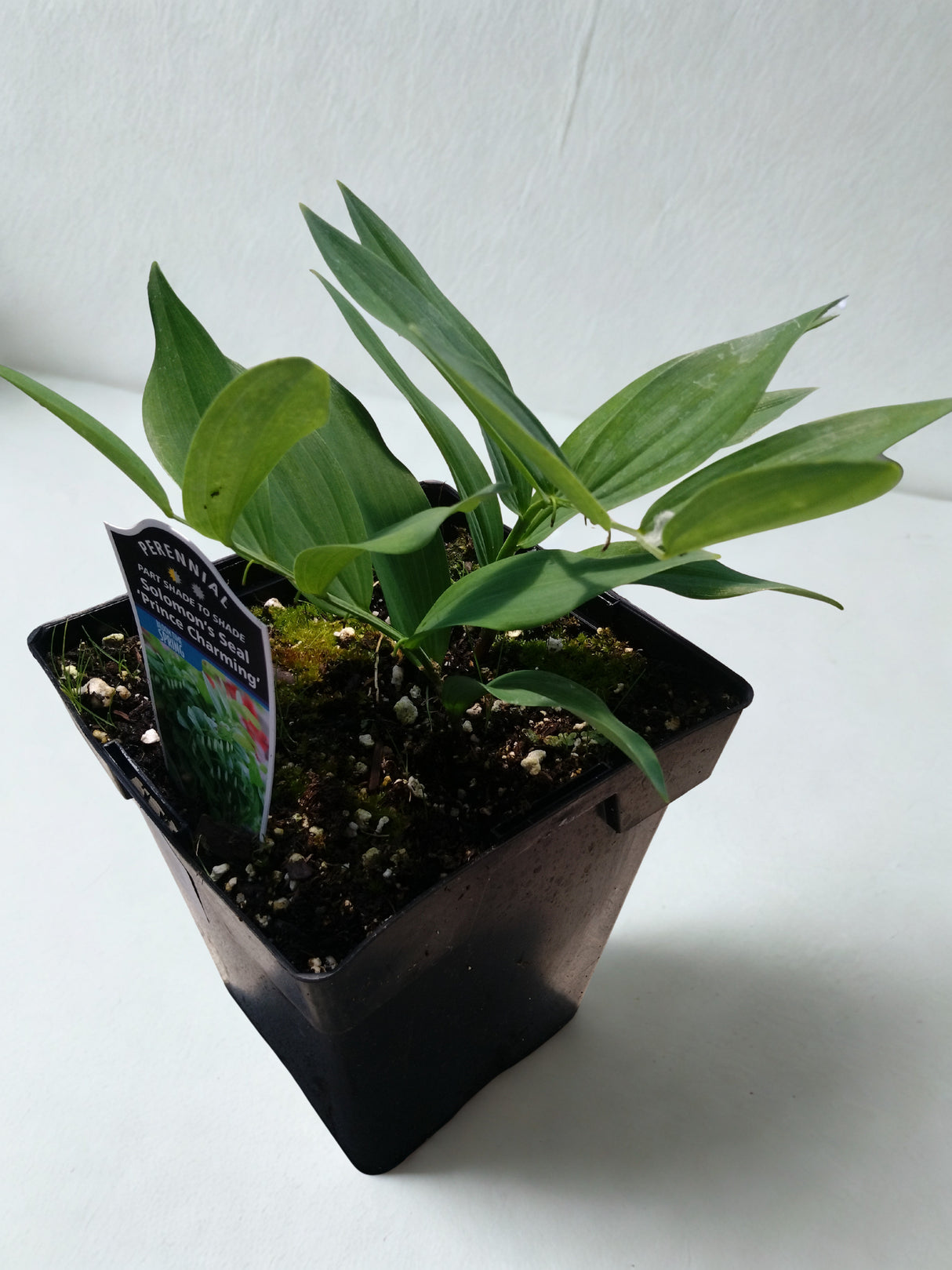 Polygonatum odoratum 'Prince Charming'