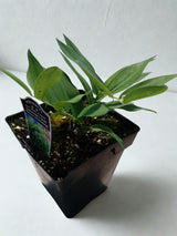 Polygonatum odoratum 'Prince Charming'