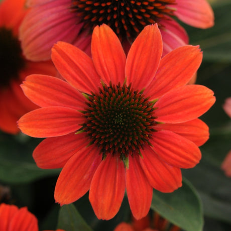 Close-up of a bright orange flower with a dark center, surrounded by green leaves.
