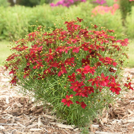 A red flower Coreopsis planted in the ground