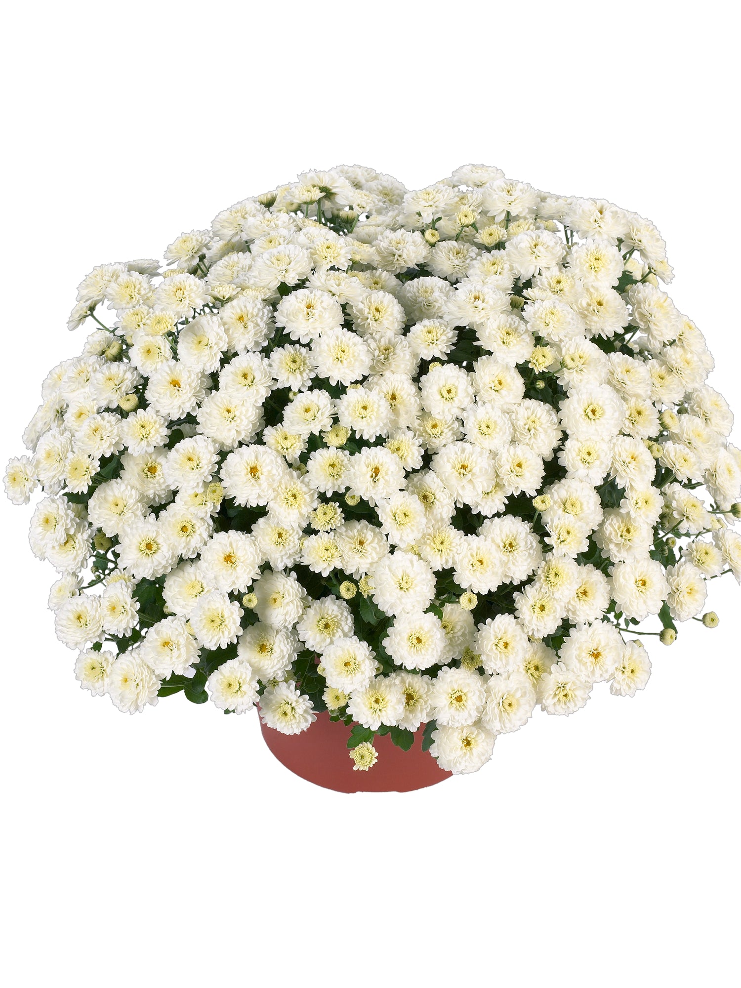 Chrysanthemum 'Gigi™ Snow'
