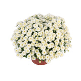 Chrysanthemum 'Gigi™ Snow'