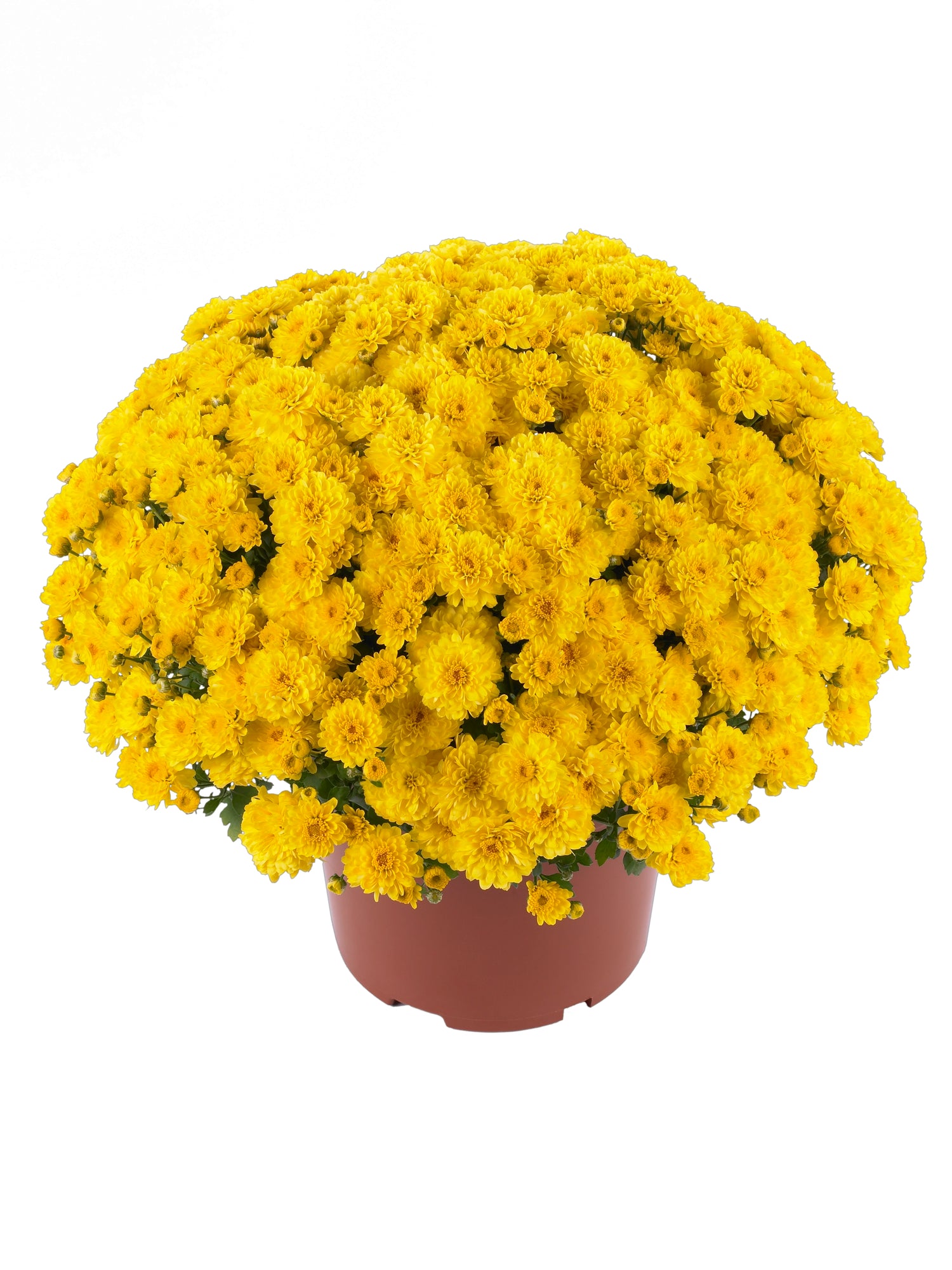 Chrysanthemum 'Gigi™ Yellow'