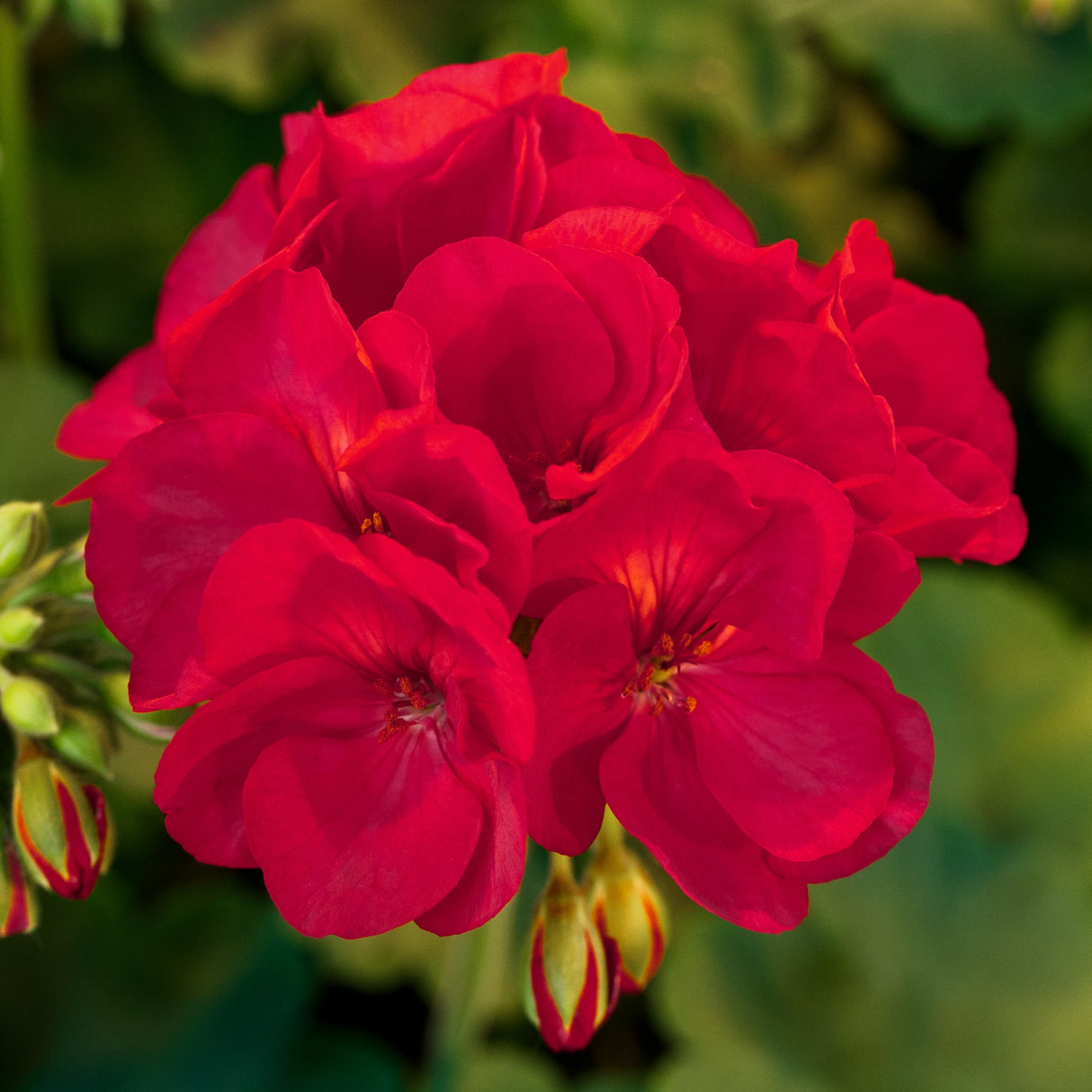 Pelargonium 'Americana® Cherry Rose II'