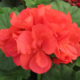 Pelargonium 'Americana® Coral'