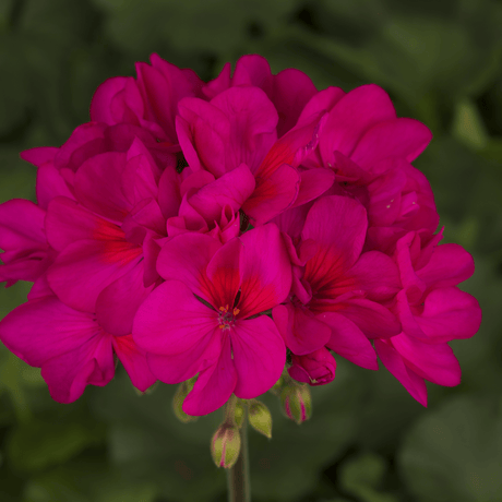 Close-up of vibrant pink flowers with a blurred green background