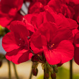 Pelargonium  'Americana® Dark Red'