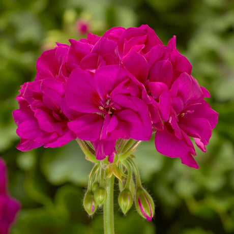 Close-up of vibrant pink flowers with a blurred green background
