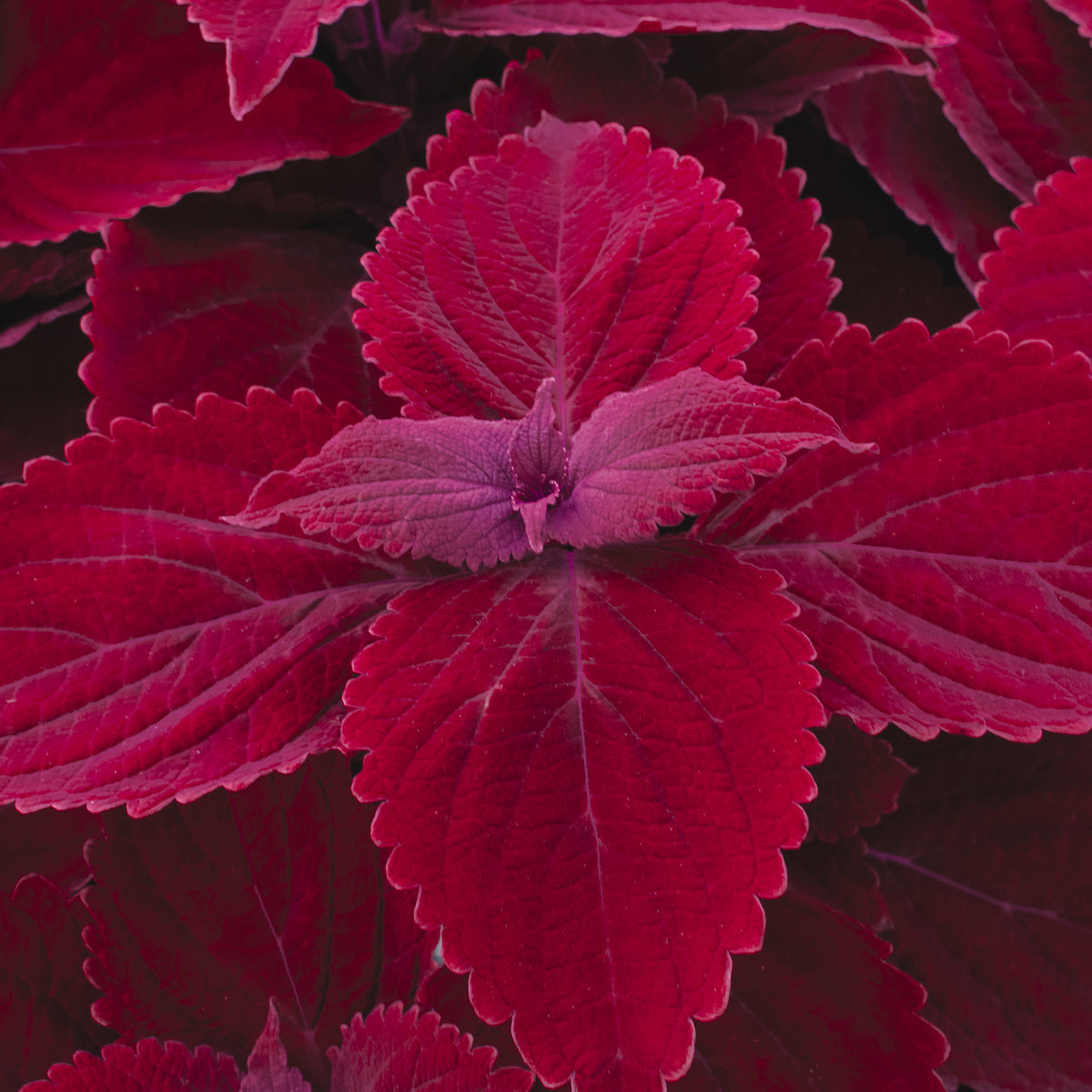 Coleus Main Street Beale Street – Romence Gardens & Greenhouses