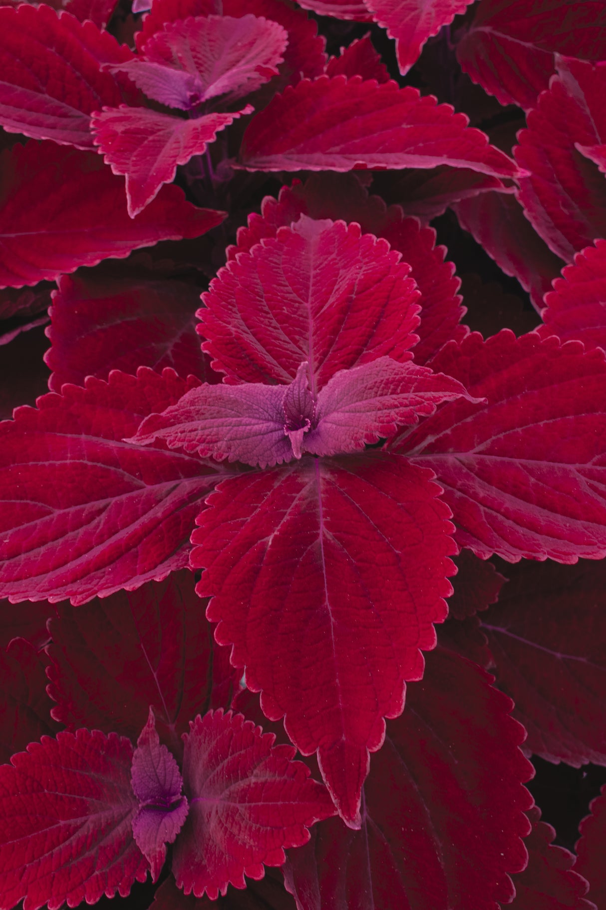 Close-up of red and purple leaves with a dark background