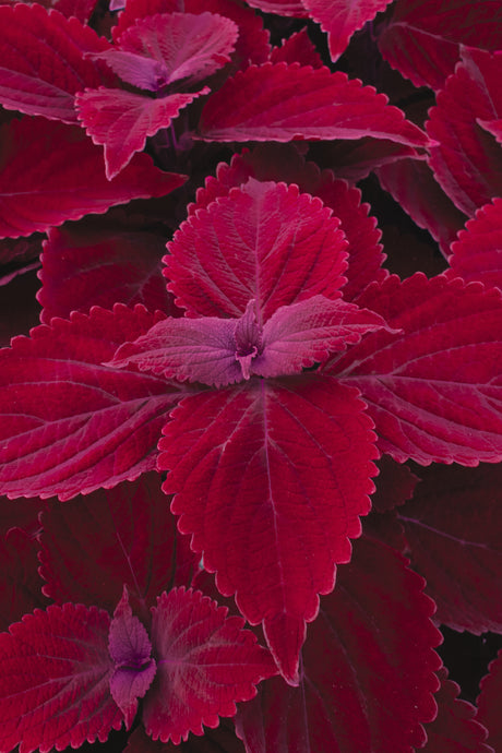 Close-up of red and purple leaves with a dark background