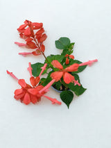 Salvia splendens 'Saucy Coral'