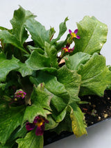 Primula vulgaris 'Oakleaf Blue'