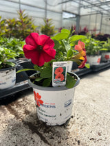 Petchoa SuperCal® Premium Red Maple
