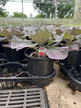 Cabbage 'ColorUp Red'