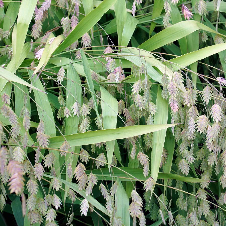 Chasmanthium latifolium 'Little Tickler'