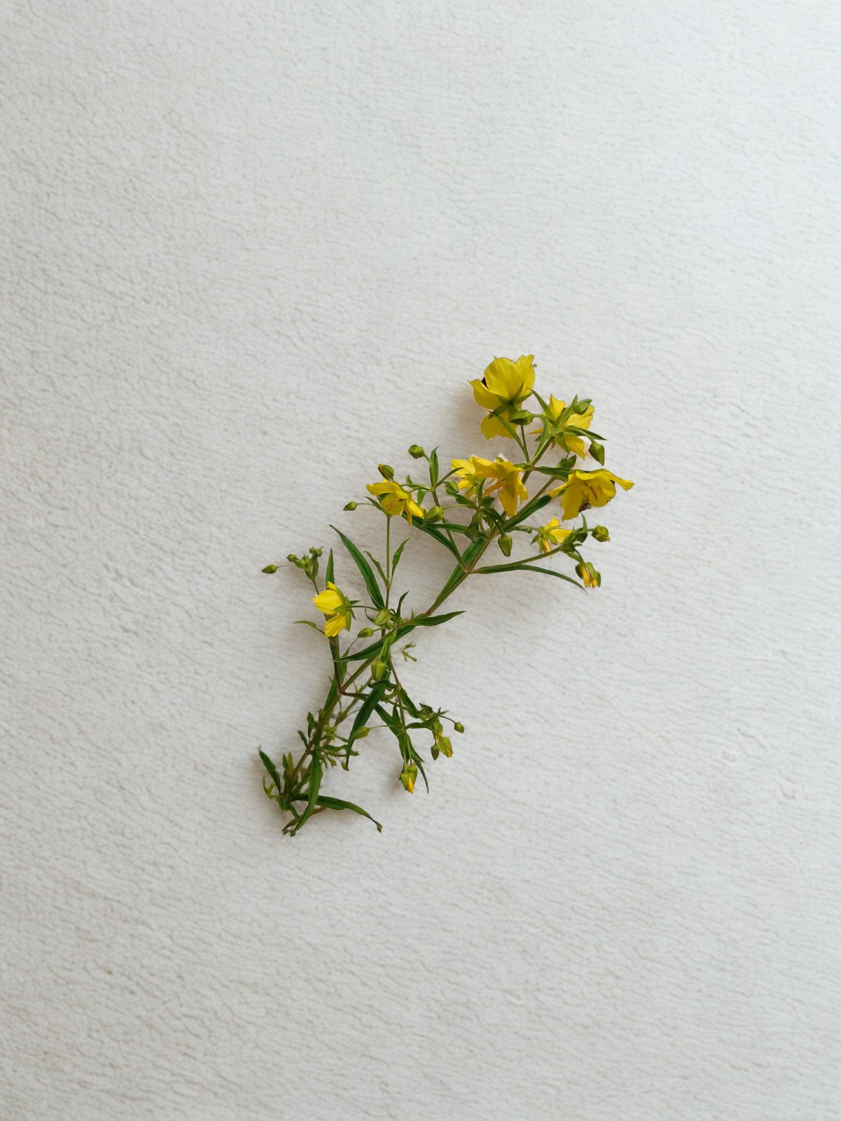 Lysimachia quadriflora