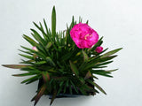 Dianthus Sunflor® 'Faganza'
