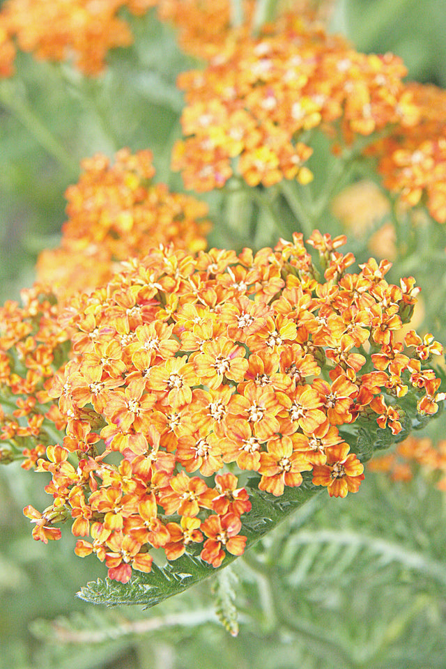 Achillea millefolium 'Terracotta'