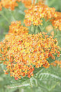 Achillea millefolium 'Terracotta'