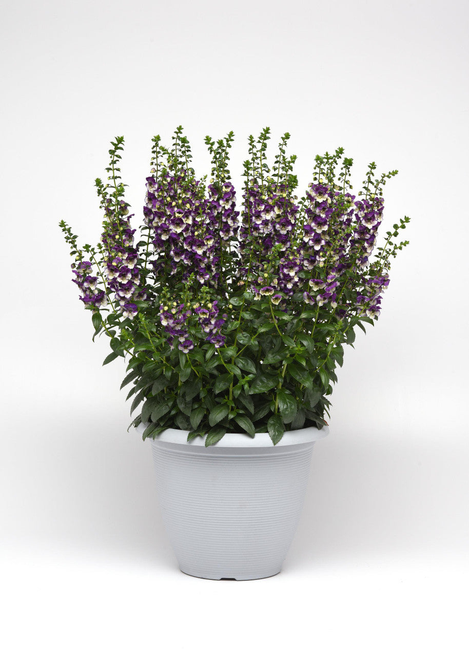 Purple flower in a pot