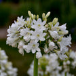 Close-up of white flowers with green buds against a blurred natural background