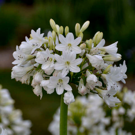 Close-up of white flowers with green buds against a blurred natural background