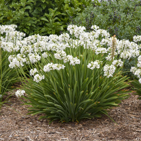 Agapanthus 'Galaxy White'