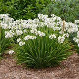 Agapanthus 'Galaxy White'