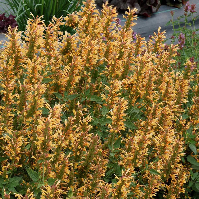 Agastache ' kudos Gold' with yellow flowers in a garden setting