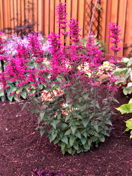 Bush of pink flowers with green leaves on a garden bed.