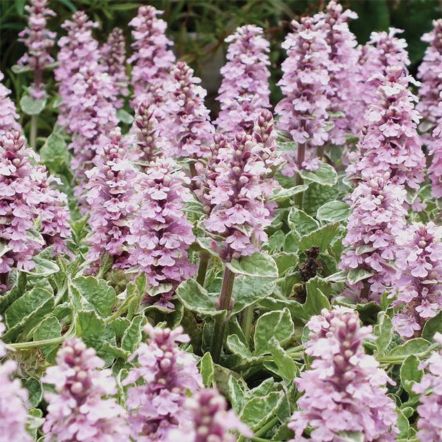 Close-up of pink flowers with green leaves