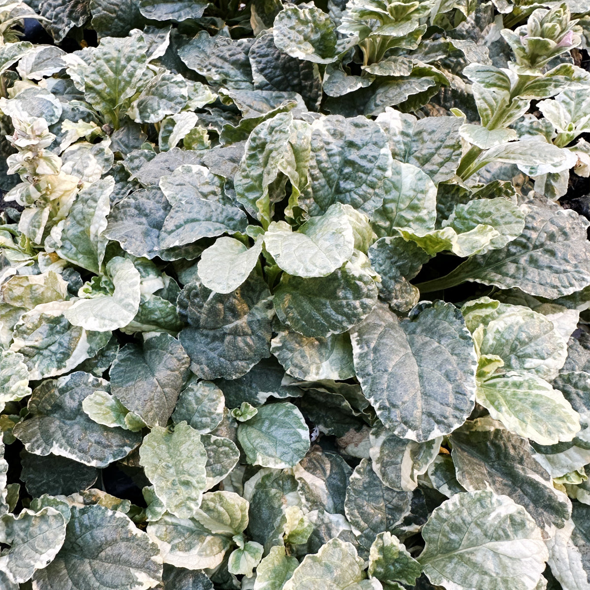 Ajuga reptans Pink Lightning