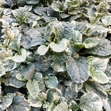 Ajuga reptans Pink Lightning