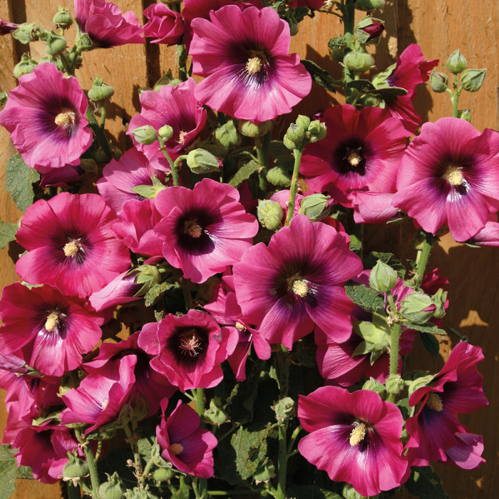 Bouquet of pink and purple flowers with green leaves against a wooden background