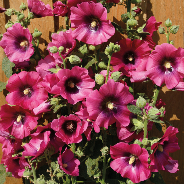Bouquet of pink and purple flowers with green leaves against a wooden background