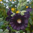 Dark purple flower with a green background