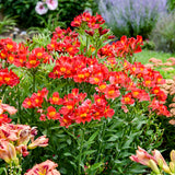 Alstroemeria 'Summer Heat'