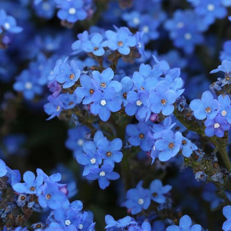 Close-up of blue flowers with a blurred background