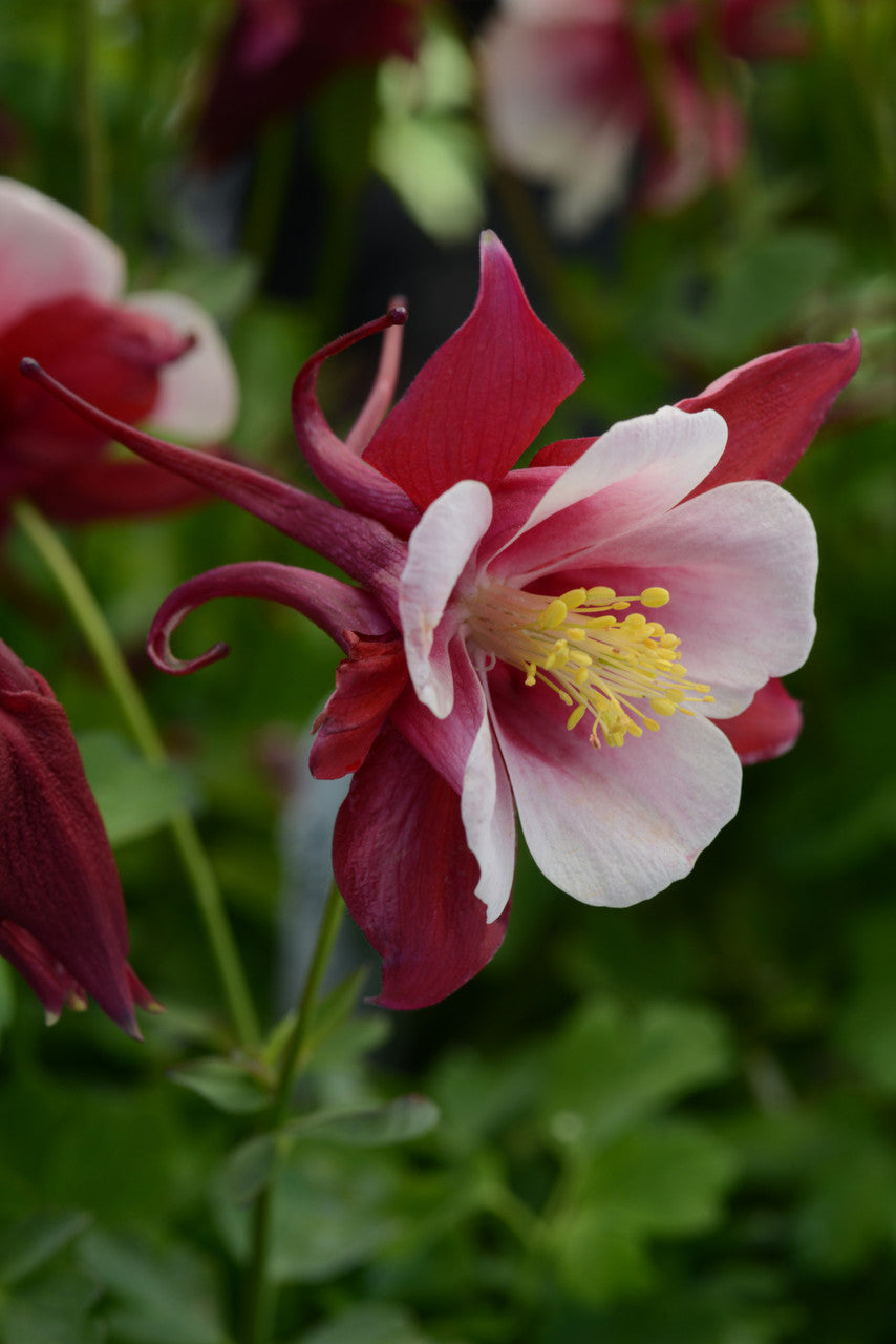 Aquilegia  'Earlybird™ Red White'