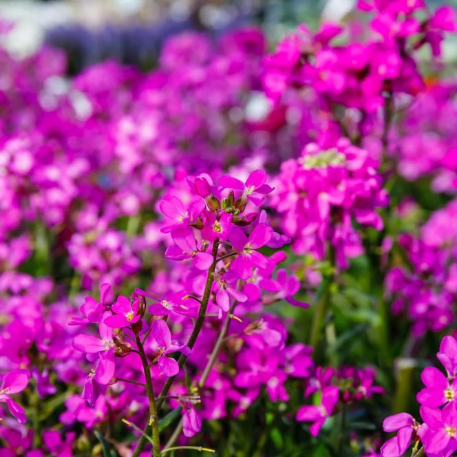 Arabis blepharophylla 'Spring Charm' – Romence Gardens & Greenhouses