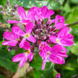 Close-up of pink flowers with a blurred green background