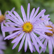 Close-up of a purple flower with a yellow center on a blurred green background