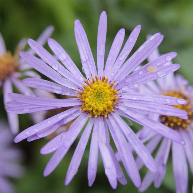 Close-up of a purple flower with a yellow center on a blurred green background