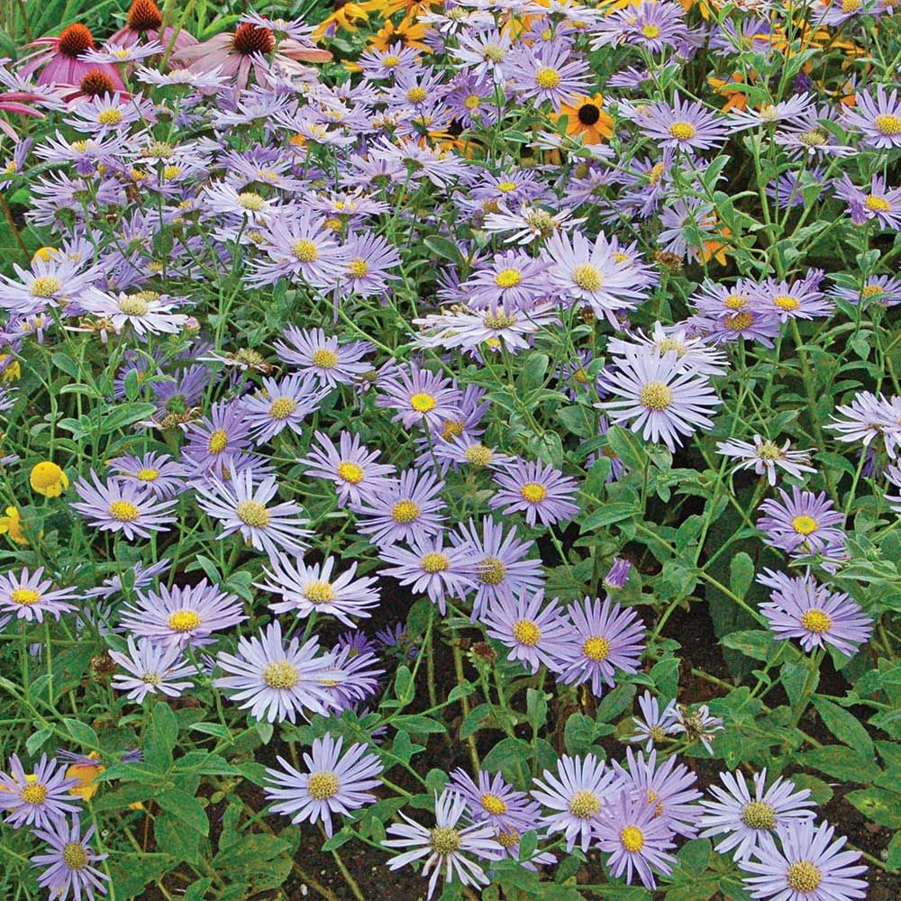 Romence Gardens Aster x frikartii Monch - Thumbnail 2