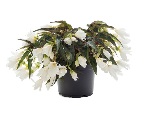 Begonia Beauvilia White