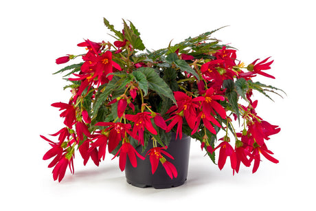 Begonia Beauvilia Red