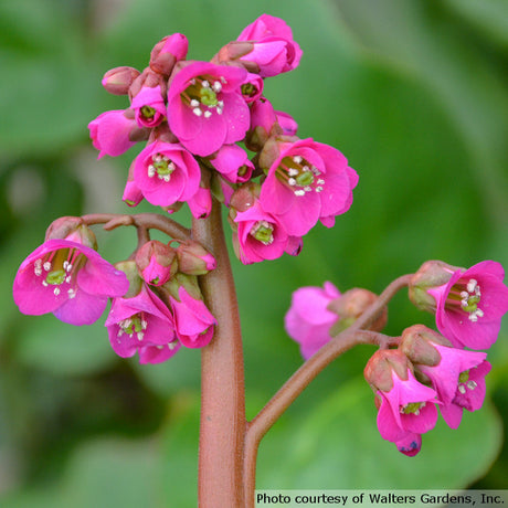 Bergenia cordifolia 'Winterglut or Winter Glow'