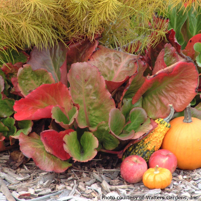 Bergenia cordifolia 'Winterglut or Winter Glow'